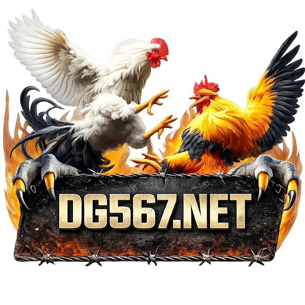 DG567.NET